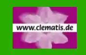 clematis.de